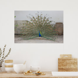 Póster Peacock