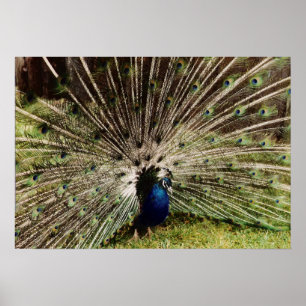 Póster Peacock
