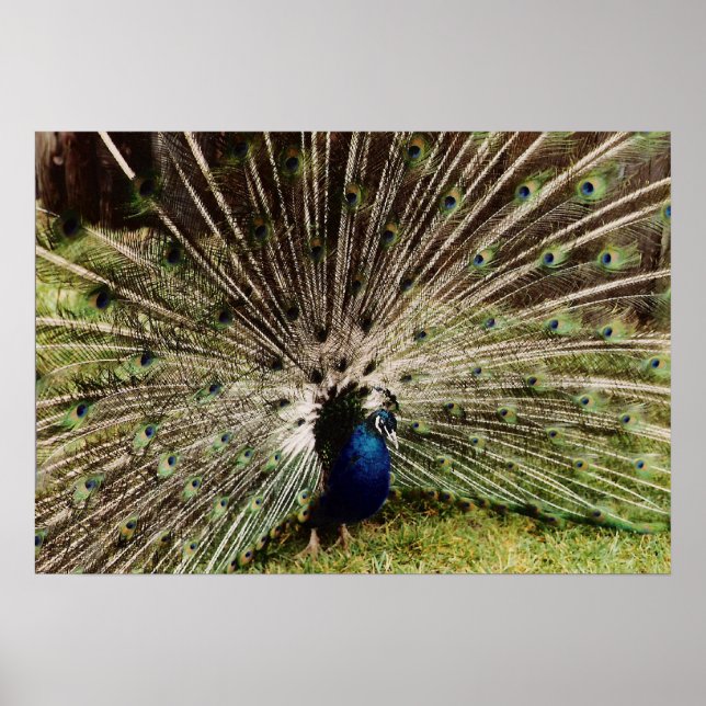 Póster Peacock (Frente)