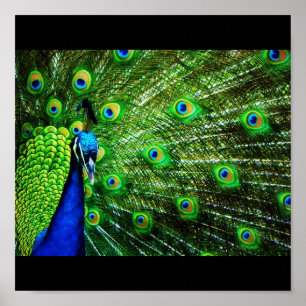 Póster Peacock