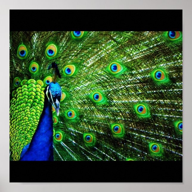 Póster Peacock (Frente)