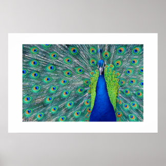Póster Peacock#3-Poster