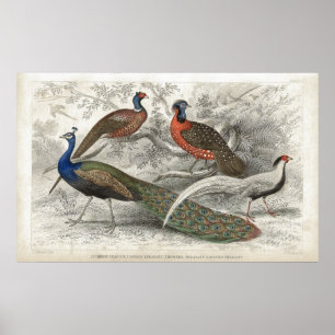 Póster Peacock and Pheasants Antique Lithograph print