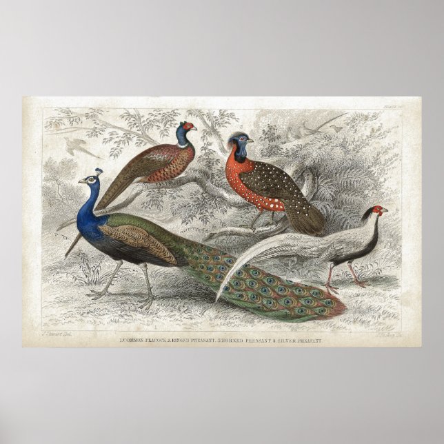 Póster Peacock and Pheasants Antique Lithograph print (Frente)