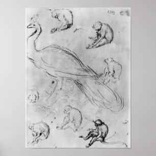 Póster Peacock and Six Monkeys
