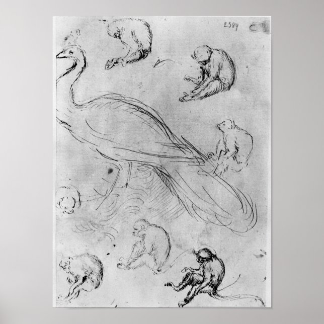 Póster Peacock and Six Monkeys (Frente)