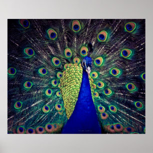 Póster Peacock azul cobalto