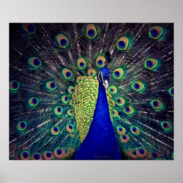 Póster Peacock azul cobalto (Frente)