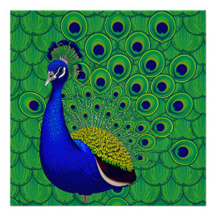 Póster Peacock azul colorido