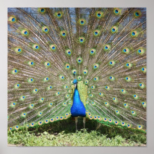 Póster Peacock azul de India