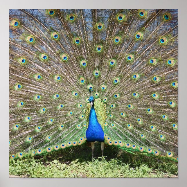 Póster Peacock azul de India (Frente)