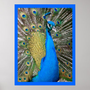 Póster Peacock azul indio
