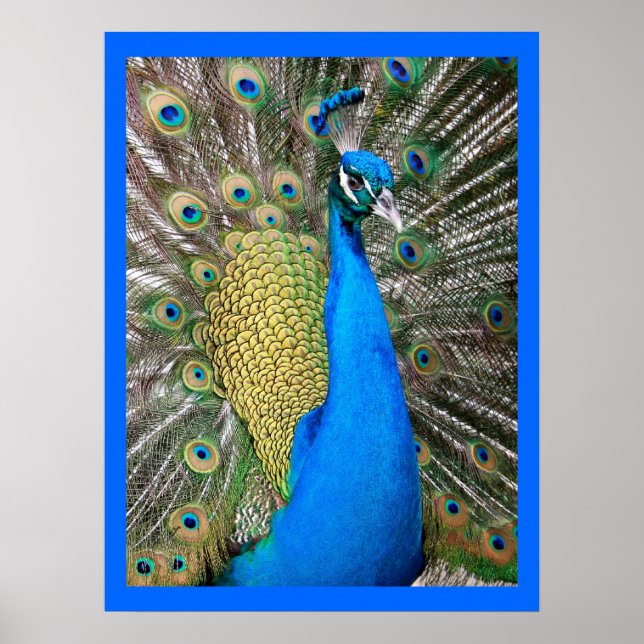 Póster Peacock azul indio (Frente)