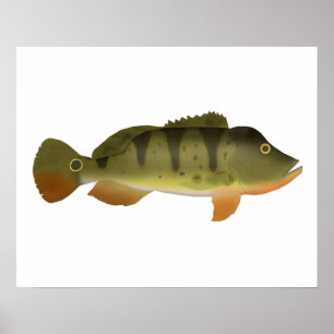 Póster Peacock Bass