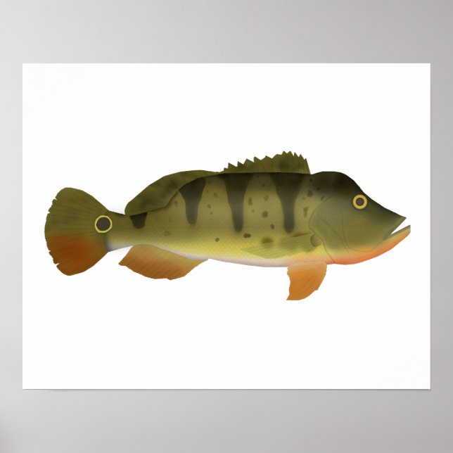 Póster Peacock Bass (Frente)