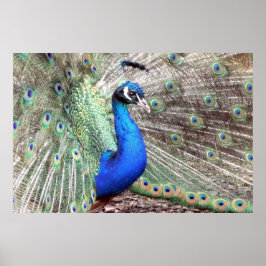 Póster Peacock Bird Photo Nature Wall Poster