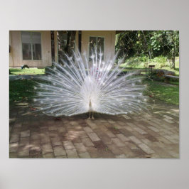 Póster Peacock blanco