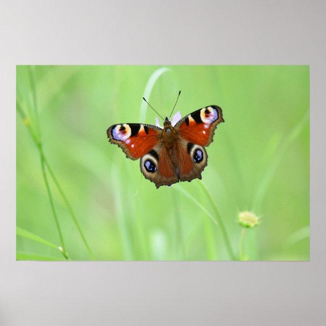 Póster Peacock Butterfly (Frente)