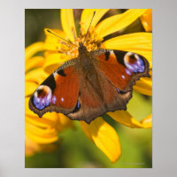 Peacock butterfly