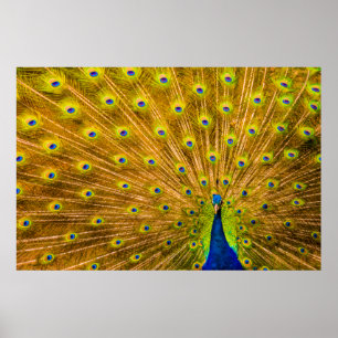 Póster Peacock, cataratas plateadas, Kauai, Hawaii