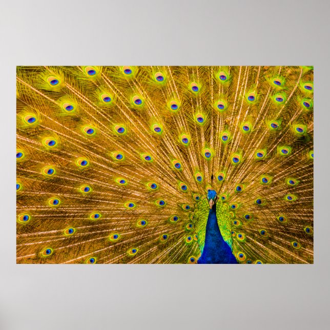 Póster Peacock, cataratas plateadas, Kauai, Hawaii (Frente)