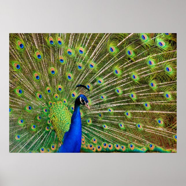 Póster Peacock colorido (Frente)