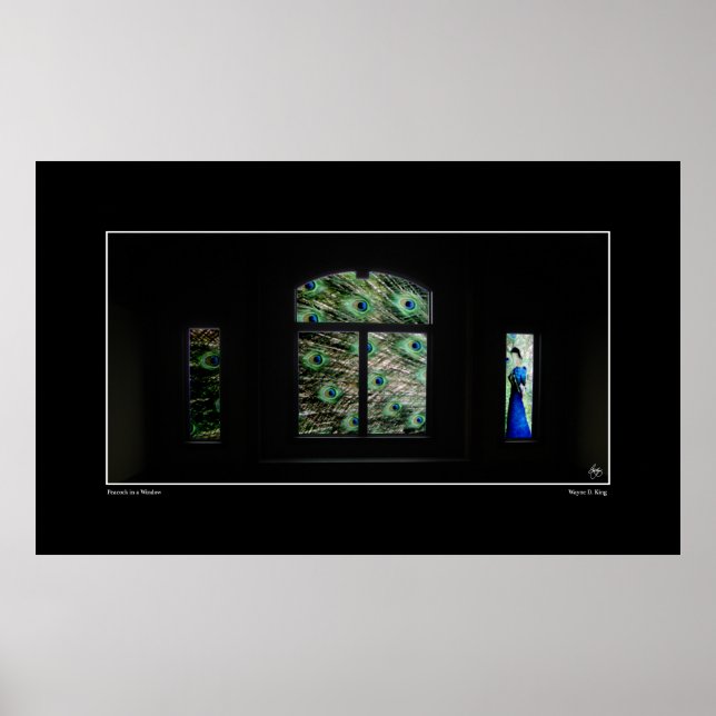 Póster Peacock en un Poster de ventana (Frente)
