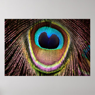 Póster Peacock Feather
