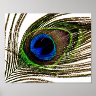 Póster Peacock Feather