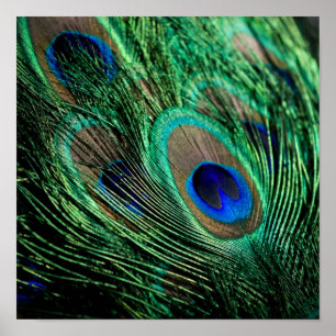 Póster Peacock Feather Lucky