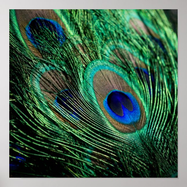 Póster Peacock Feather Lucky (Frente)