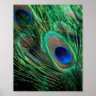 Póster Peacock Feather Lucky