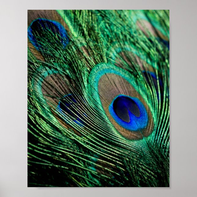 Póster Peacock Feather Lucky (Frente)