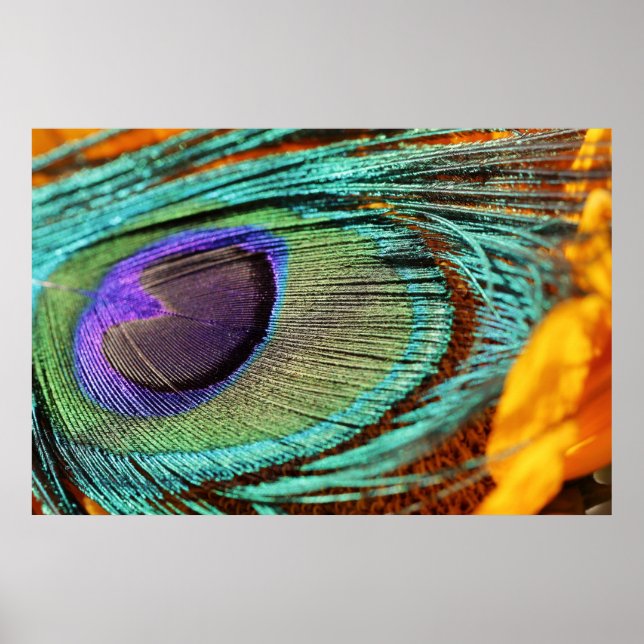 Póster Peacock feather on sunflower (Frente)