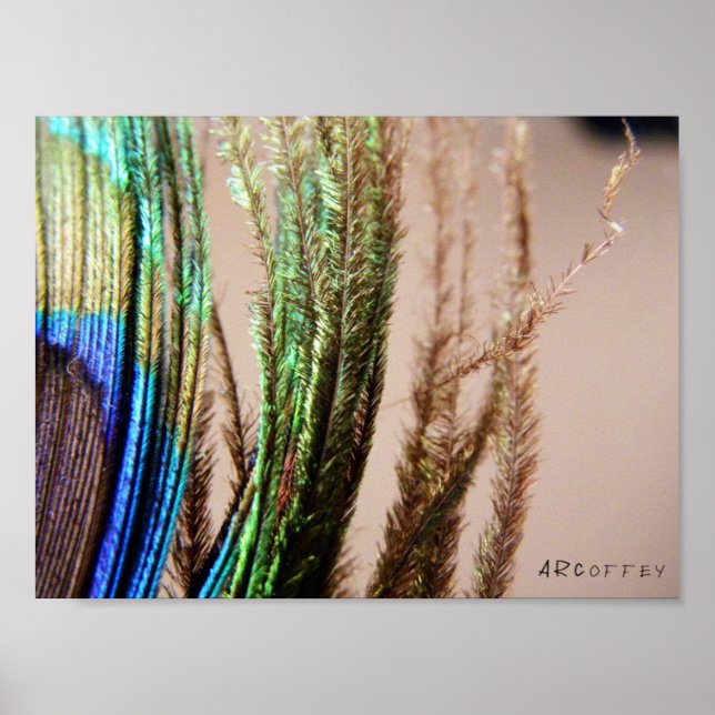 Póster Peacock Feather Poster (Frente)