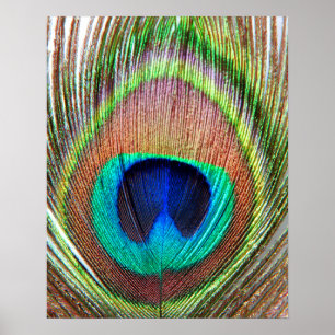 Póster Peacock Feather Poster