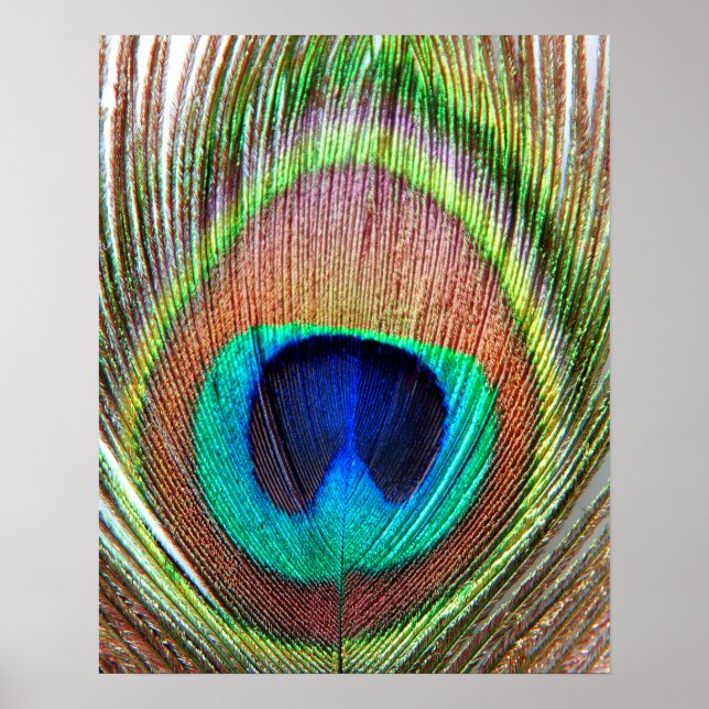 Póster Peacock Feather Poster (Frente)