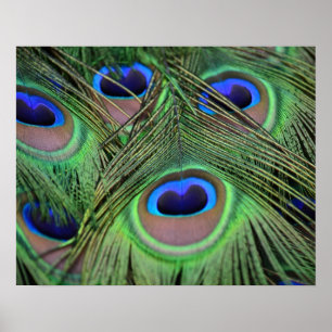 Póster Peacock Feathers