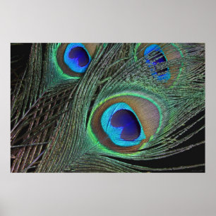Póster Peacock Feathers Poster -36x24 -menor disponible