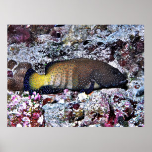Póster Peacock Grouper