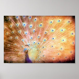 Póster Peacock Grunge