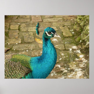 Póster Peacock Hermosa Fotografía Natural