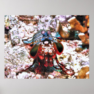 Póster Peacock Mantis Shrimp