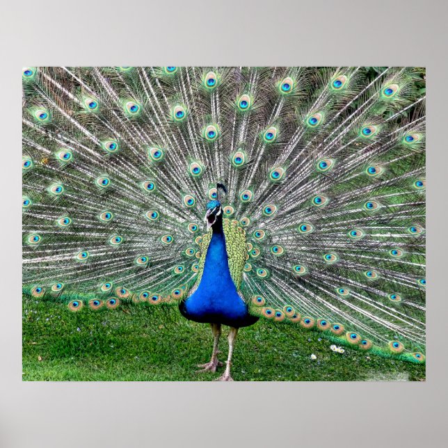 Póster Peacock Plume Poster (Frente)