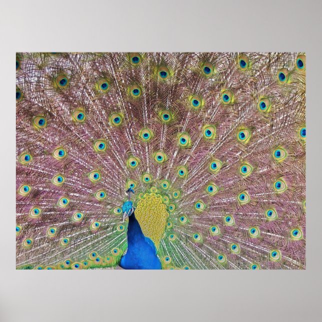 Póster Peacock portrait II (Frente)