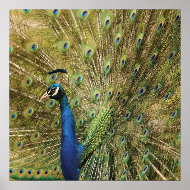 Póster Peacock  Print (Frente)