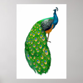 Póster Peacock Small