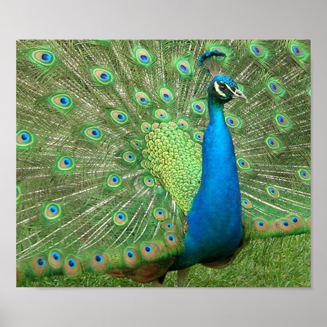 Póster Peacock Strut (Frente)