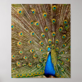 Póster Peacock Tail Feathers