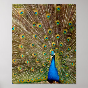 Póster Peacock Tail Feathers